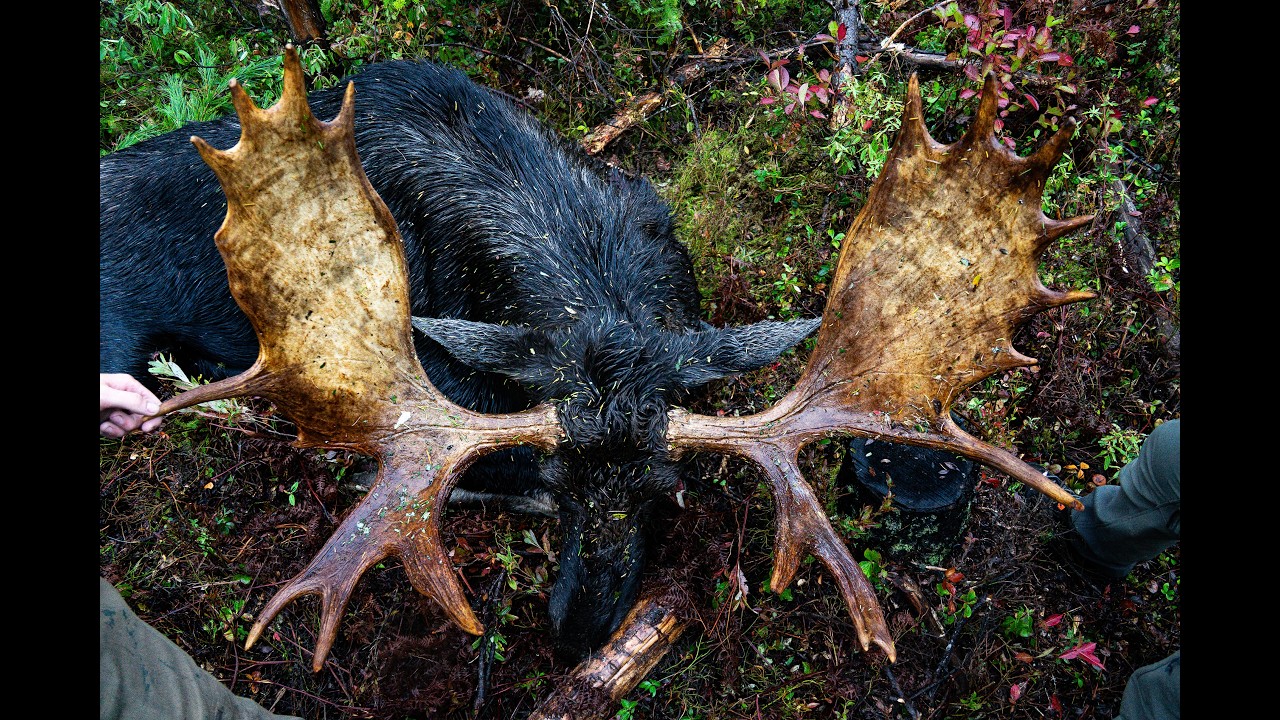 Maine Moose Hunt//48 Inch Bull down with Moose Maine! - YouTube