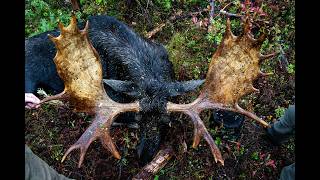 Maine Moose Hunt//48 Inch Bull down with Moose Maine!