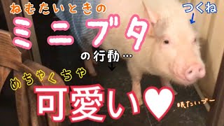 【ミニブタ】眠たい時のミニブタの行動…めちゃくちゃ可愛い♡ Mini Pig