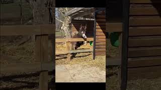 Donkey Said ‘I Got This’… Then Immediately Didn’t 😂