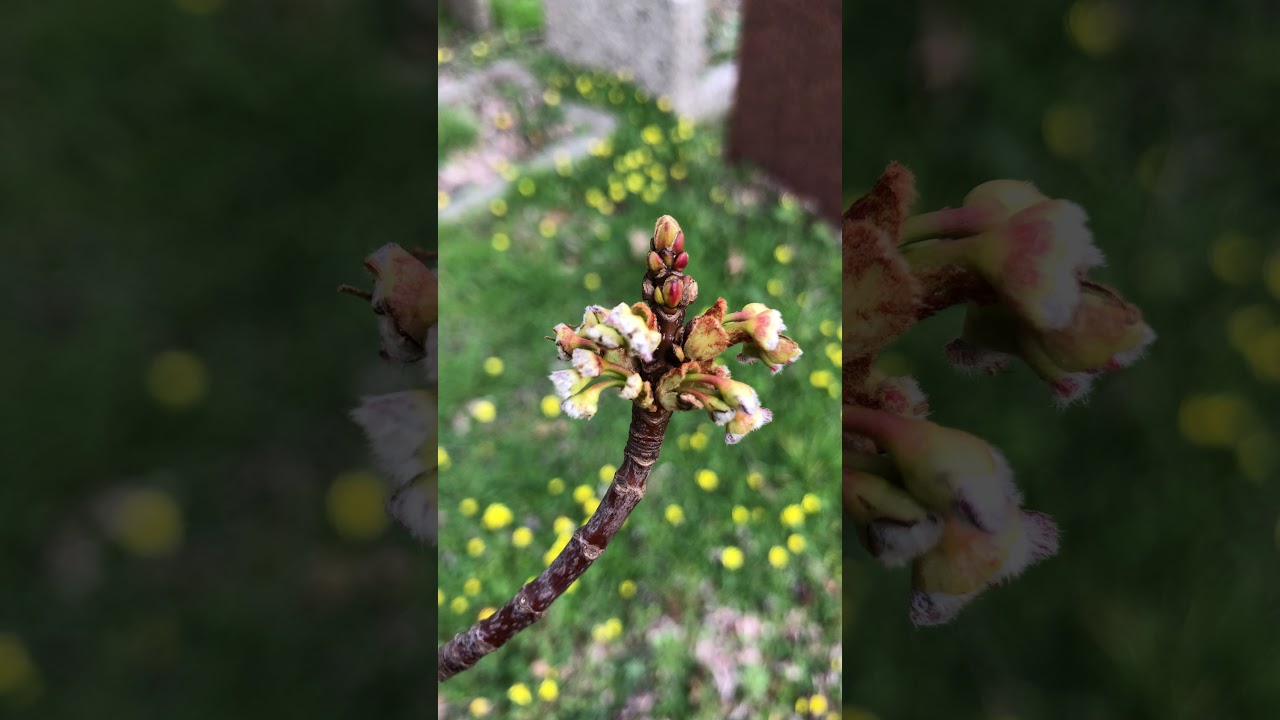 Silver maple - twig, old flowers & buds - March 2021