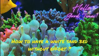 How to have a white sand bed without effort? | Reef care recipes