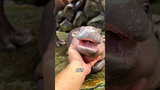 Hippopotamus that must stay in the water but cannot swim. #cute #animals #shortvideo #hippo