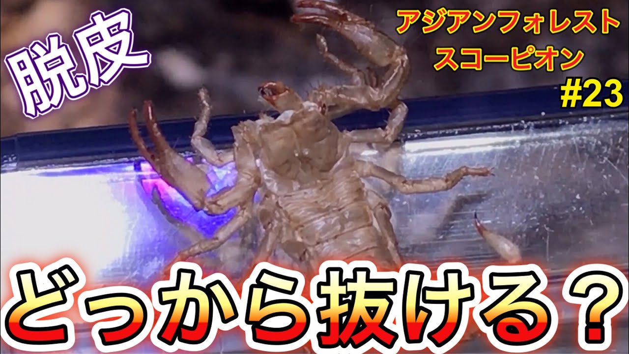 アジアンフォレストスコーピオン 飼育23 脱皮どっから抜ける Youtube