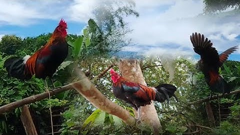 Qaib​ dib​ qua​zoo​ dib​ tuaj​ muag​nb​ nyiam​ nug​ tau​ hu.​97532399.