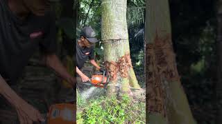 Cutting down kapuk tree. .