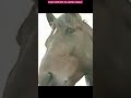 Varenne❤️Clicca  qui per vedere il video completo.                #cavalli #horse #varenne #campioni