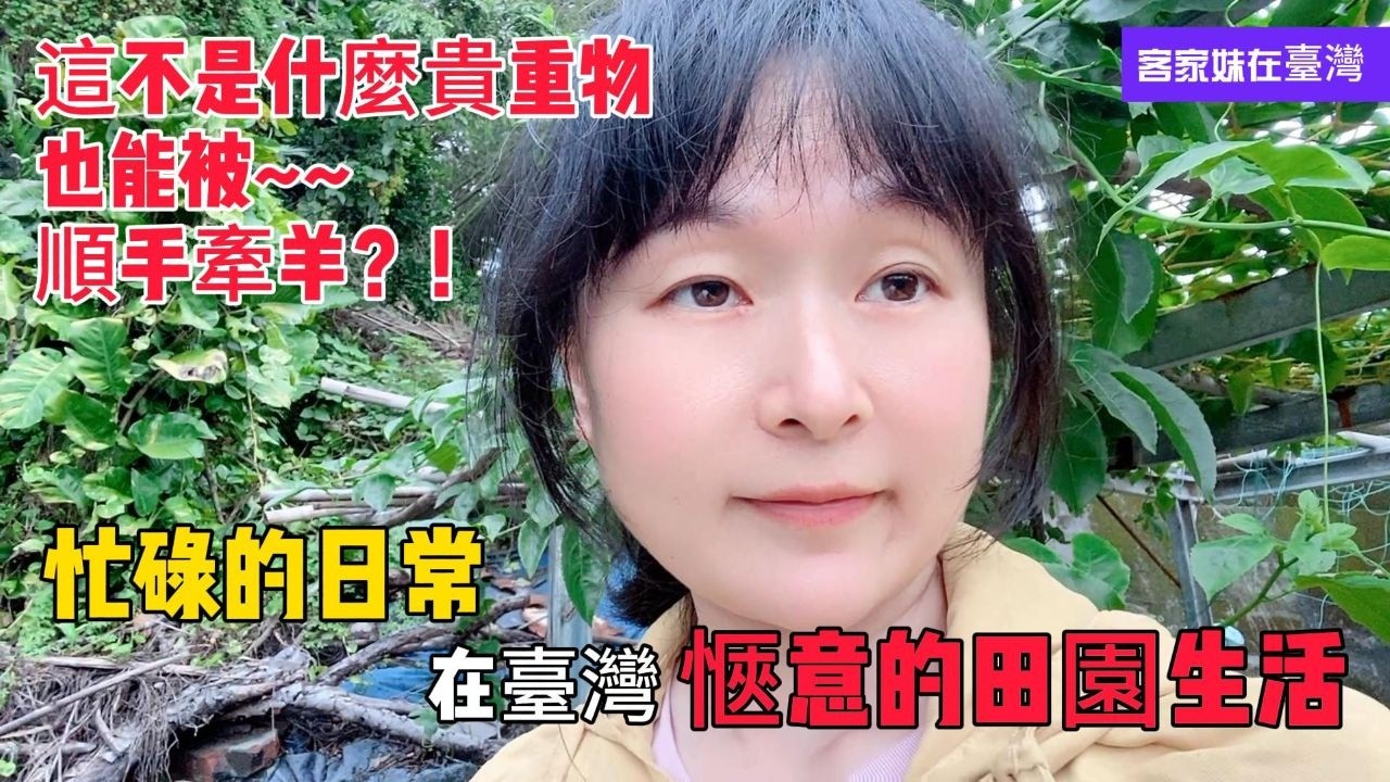陸妻在臺灣 很久沒更新影片啦！忙裡偷閒來整理菜園 香蕉居然被偷割啦？ 在平凡的日子裡過著愜意的田園生活 知足常樂！