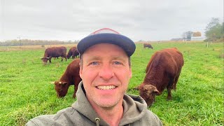 Cost and Meat From 100% Grass-Fed Steer
