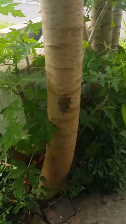 Uji Coba Gergaji Lipat