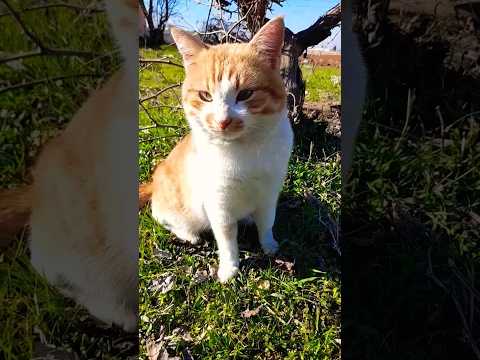 ارفع راسك فوق 