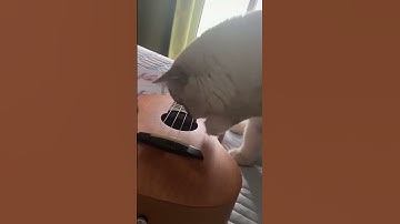 Cat life🥰🥰🥰#cat #kitten #animals #beautiful #funny #adorable