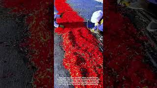 Harvest to Spice: Sun Drying Tons of Red Chili Peppers! 🔥🌶️☀️