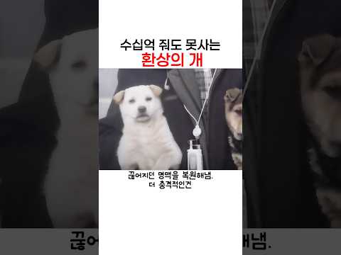 억만장자도 키울 수 없는 우리나라 맹수. 천연기연물 등재도 되지 못한 제주견의 완벽한 부활 thumbnail