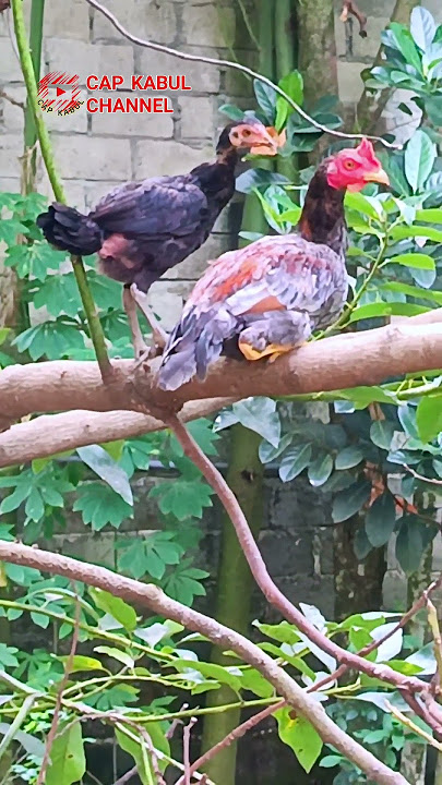 perching position provides a sense of security and this is the natural land bird #chicken #animal...