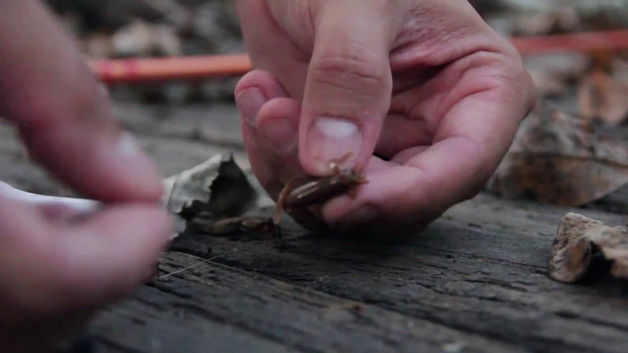 Fishing with ARTIFICIAL Crickets YouTube