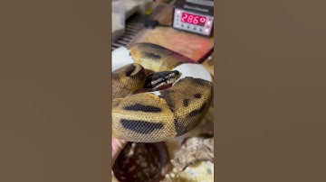 Python regius Rack system Piebald 😍