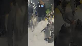 Watch full video https://youtu.be/96R3PhSsS8E?si=kKqu76i09WU3kU18