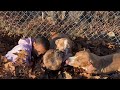 PUPPIES ARE BURIED ALIVE IN THE LEAVES!