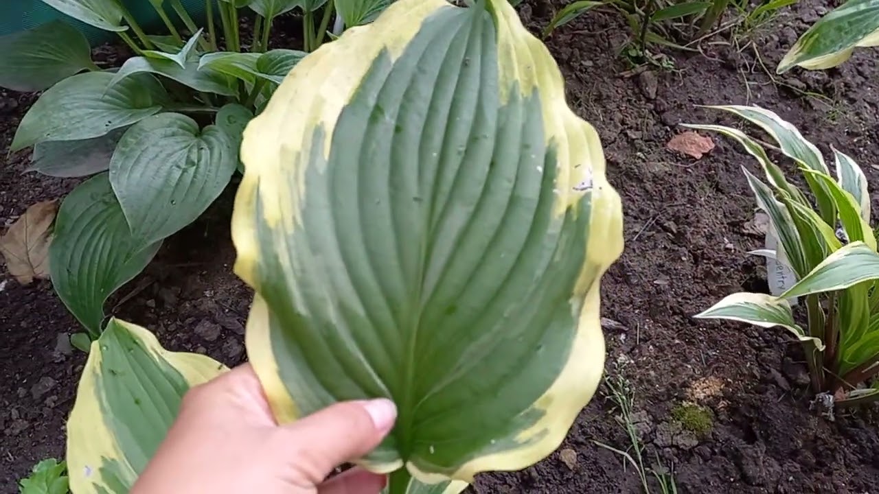 10 сортов хост🪴, которые меня впечатлили🥰2025г.