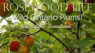 Wild Ontario Plums! (How to Identify Them)