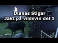 Dianas Stigar - Jakt på vildsvin del 1 (Hunting wild boar)