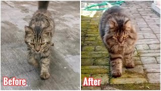 KUCING HASIL RESCUE - DULU DAN SEKARANG by My Kitty Diary 686 views 1 year ago 2 minutes, 41 seconds