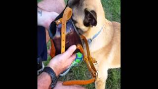 K9SA CATO - Muzzle Famil