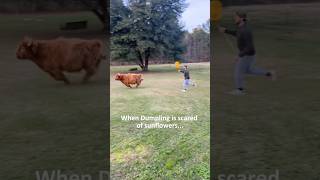 When the cow steals ALL the attention 😂🐄#cow #bull #funnycow #animals #funny