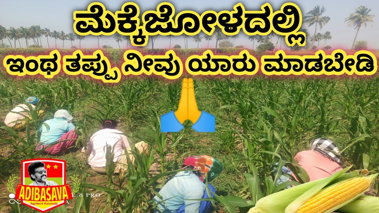 ಮೆಕ್ಕೆಜೋಳದ ಬೆಳೆಯಲ್ಲಿ ಇಂಥ ತಪ್ಪು ನೀವು ಯಾರು ಮಾಡಬೇಡಿ #maize #crops #basf #bayer #weedkiller #former