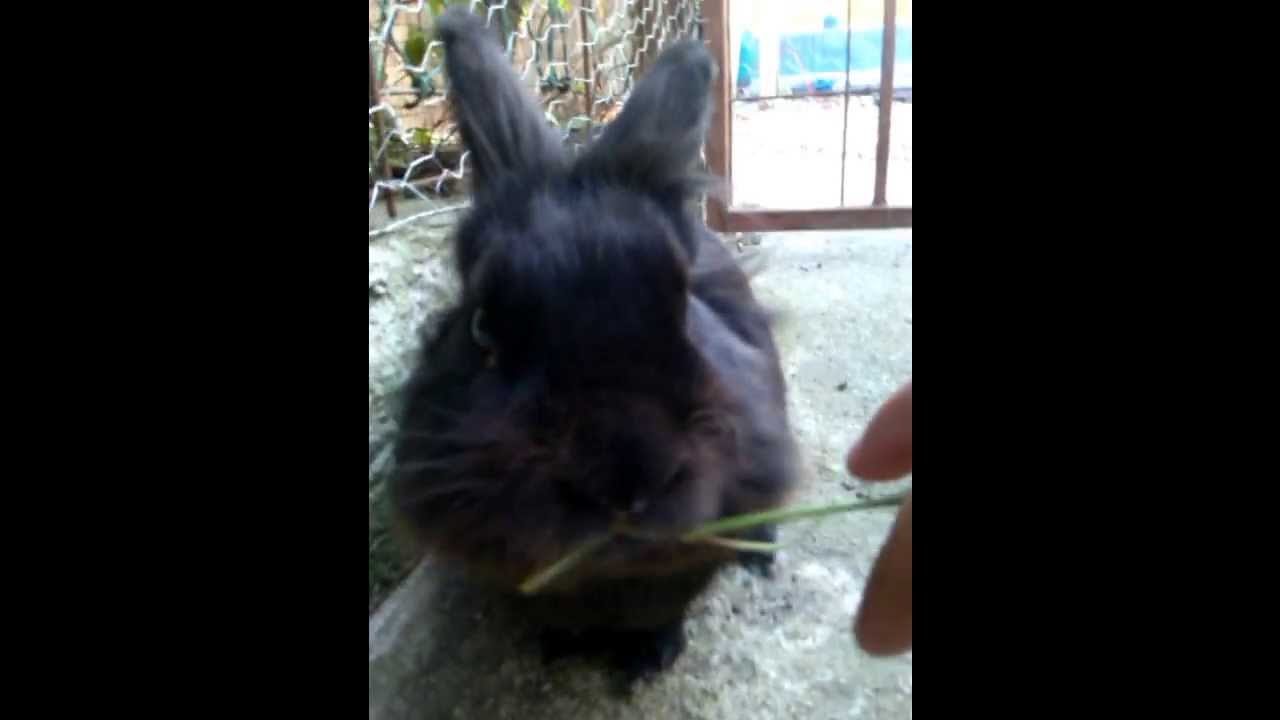 Cute ticklish bunny YouTube