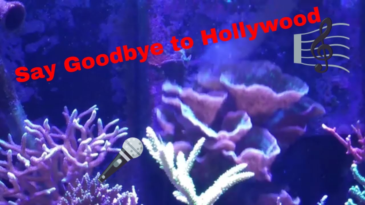 reef tank cycle Hollywood Stunner Eviction