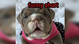 Funny baby cat And dog@Fun_Shorts_62#awwanimals #funny