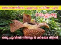 ലോകത്തിലെ ഏറ്റവും വലിയ പുഷ്പം | World's biggest flower | Mastery in Malayalam about Rafflesia