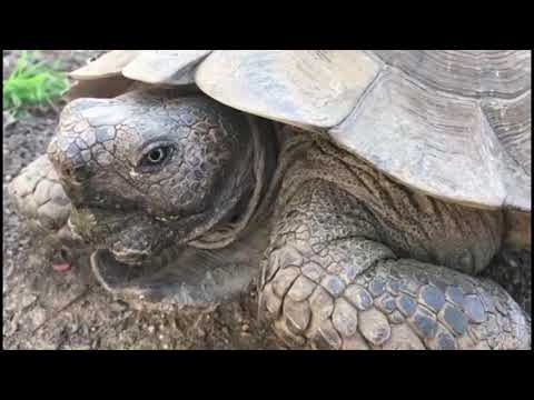 10ka XAYWAAN EE UGU CIMRIGA DHEER DUNIDA 