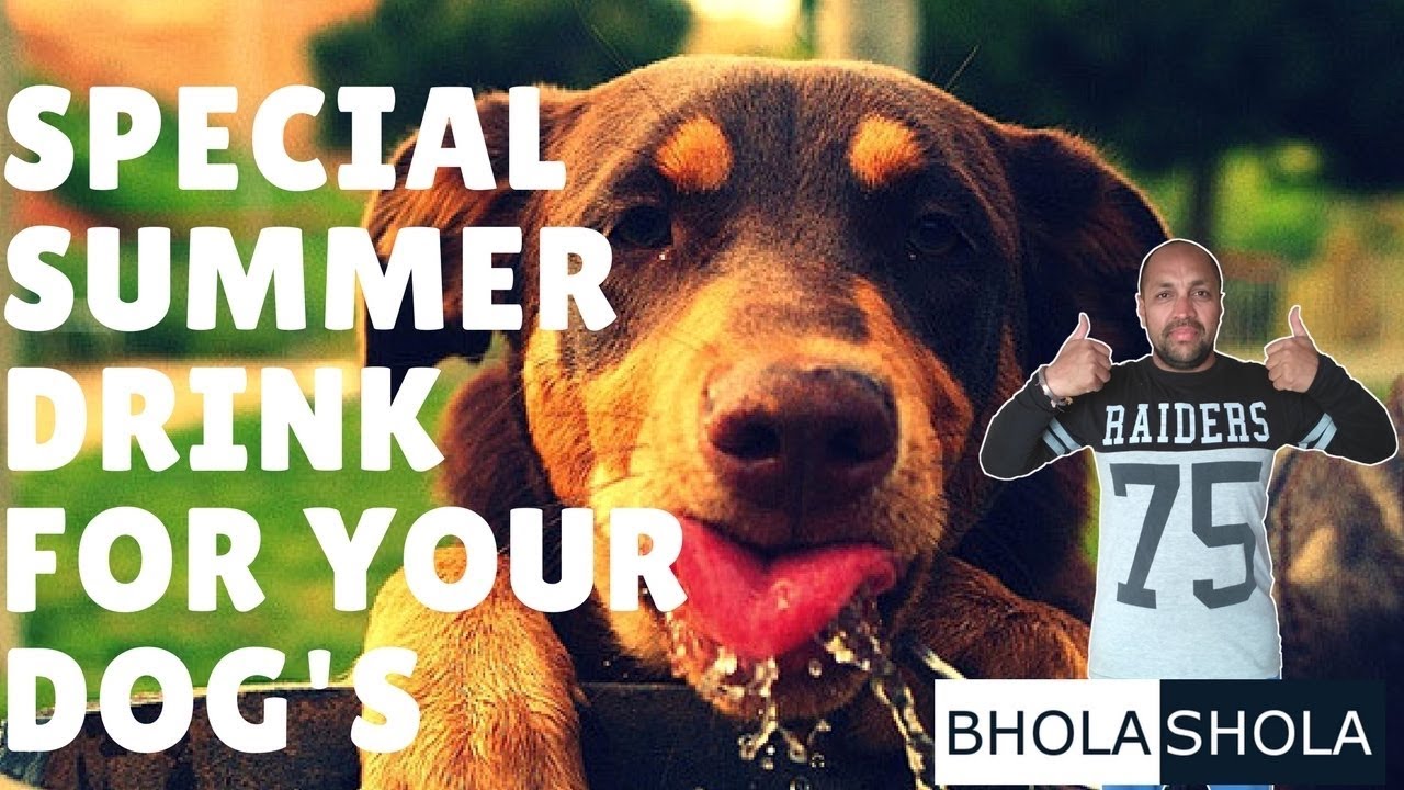 puppy paradise Pet Care - Special Summer Drink For Your Dog's - Bhola Shola