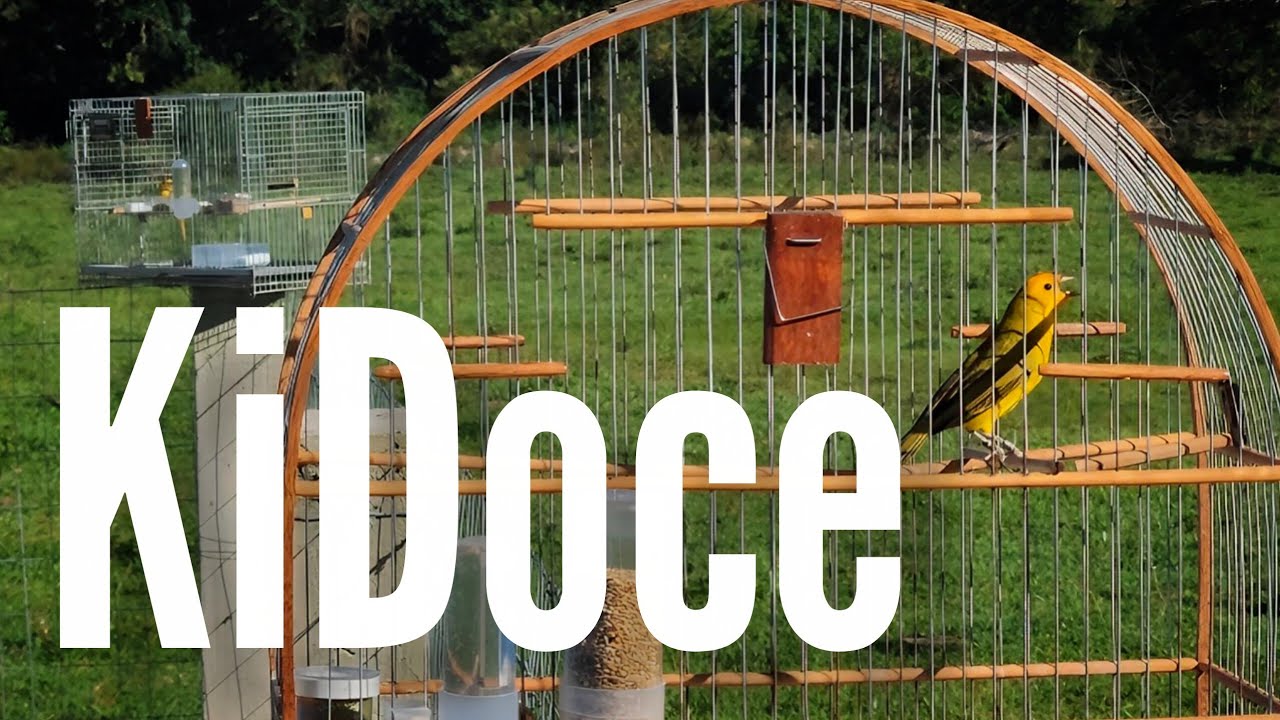 Canário da Terra KiDoce Poa