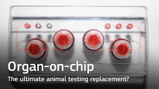 Organ-On-Chip The Ultimate Animal Testing Replacement?