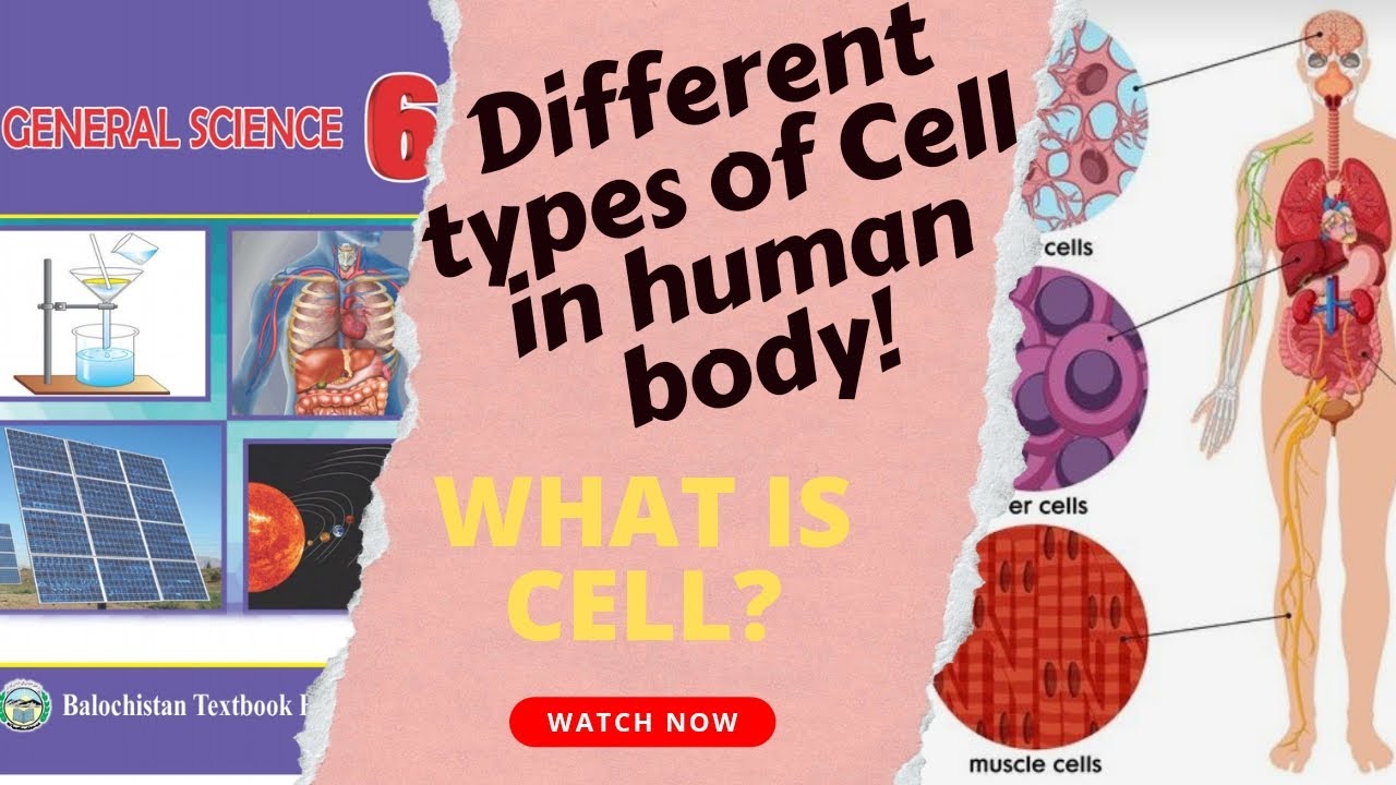 Intro to cell / Animal cell & Plant cell / Types of cell in human body ...