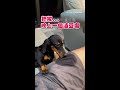 【豆腐味太頂了】臘腸狗舔褲子舔到停不下來 #Shorts