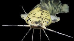 しまづ外来魚研究所 Youtube