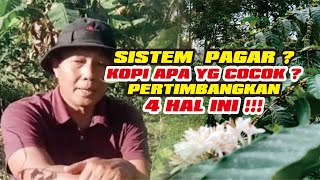 Tanam kopi SISTEM PAGAR Pertimbangkan 4 hal ini dalam menentukan jarak tanam kopi robusta & arabika