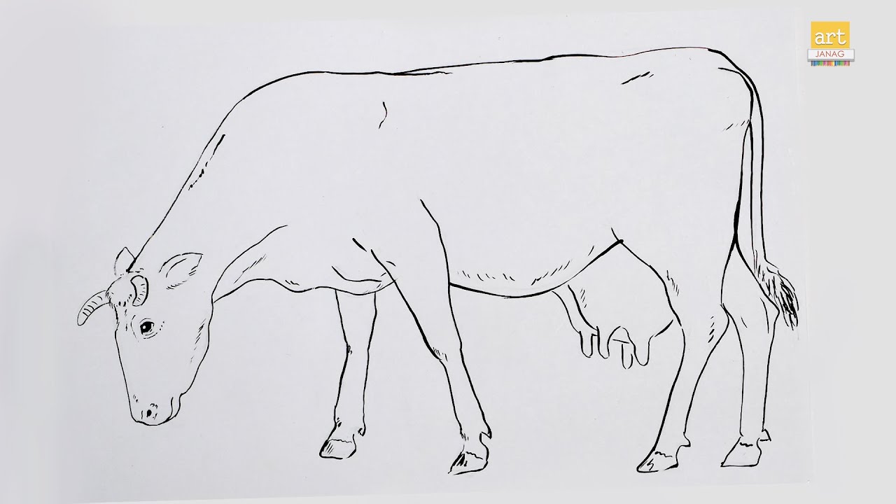 How to draw A Jersey Cow II Jersey Cow drawing II #artjanag - YouTube