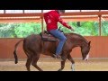 Reining without reins - just for fun :)