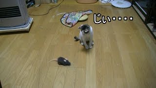 ラジコンねずみで猫と遊ぶｗ Youtube