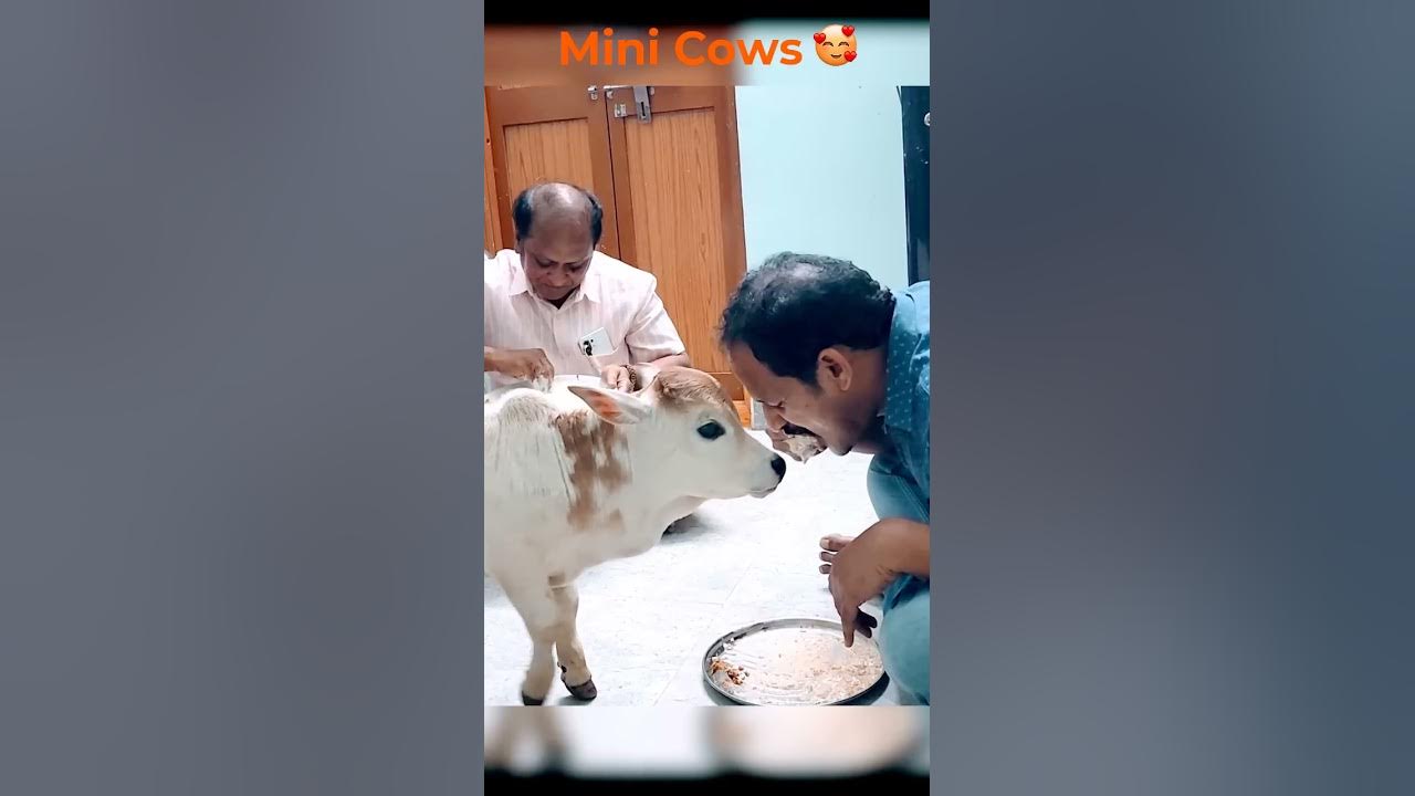 mini-cows-world-s-shotest-cow-miniature-punganuru-cow-ancient