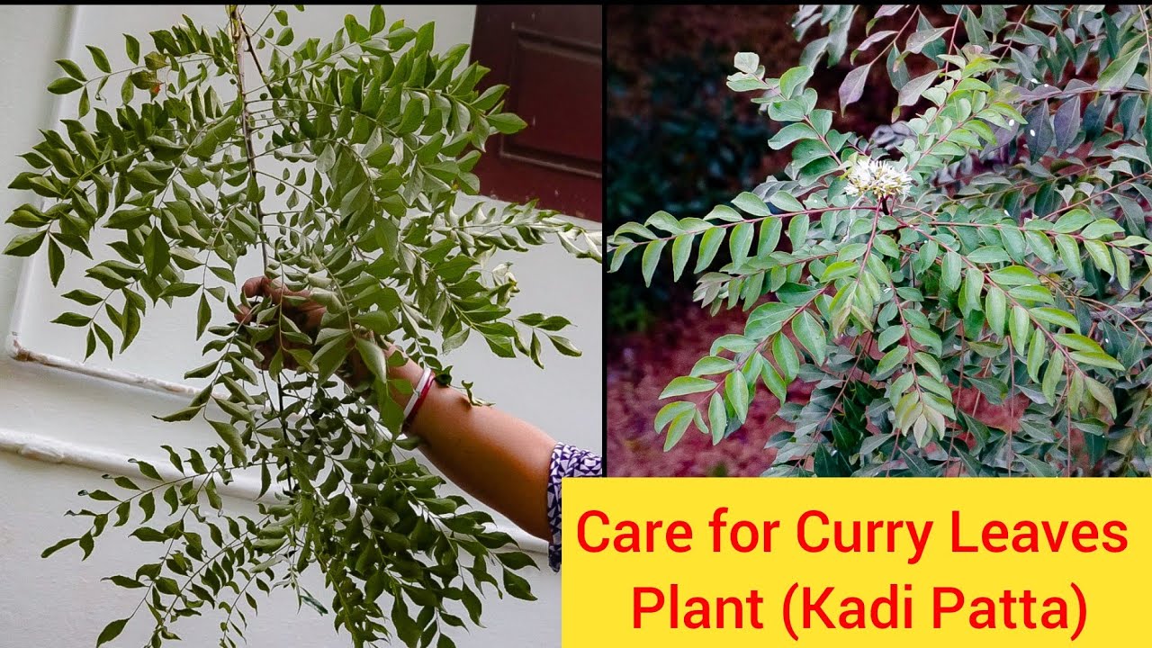 कढ़ीपत्ते को फिर से हराभरा,घना,और देखभाल कैसे करे?Care of Curry