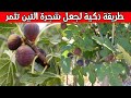كيف تثمر شجرة التين وتنمو  باسرع وقت  - زيادة ثمار شجرة التين  How to grow a fig tree