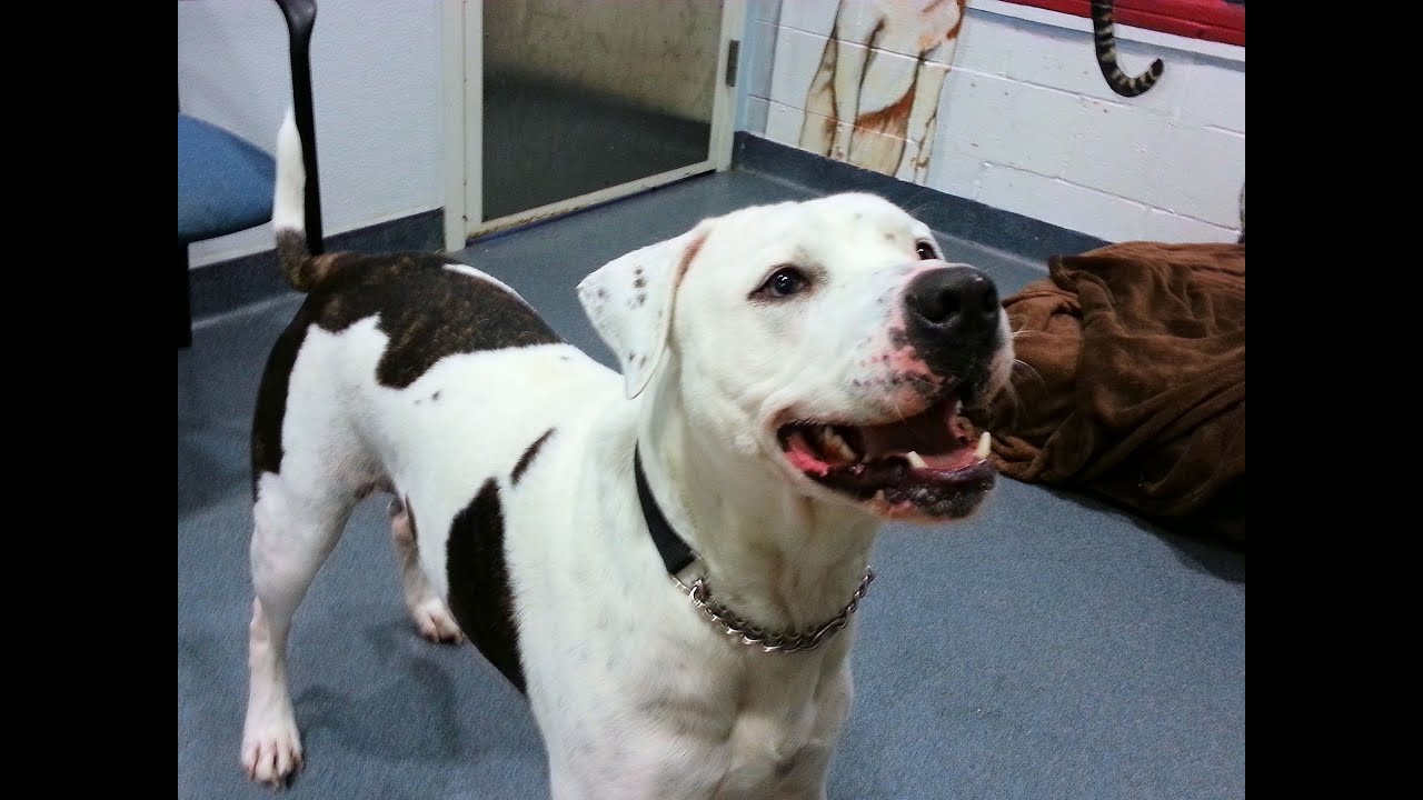 enticing dog with kidney disease to eat