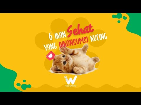 Video: Apakah Makanan Kucing Rasa Ikan Menyebabkan Hipertiroidisme?